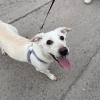 سگ نژاد میکس اشپیتز جک راسل|سگ|کرمان, |دیوار