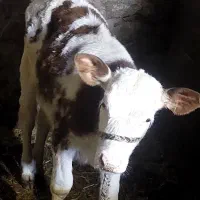 گوساله|حیوانات مزرعه|پاتاوه, |دیوار