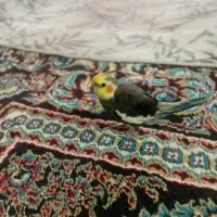 پرنده عروس هلندی  ومیخوام وسالم تمیز|پرنده|کارون, |دیوار