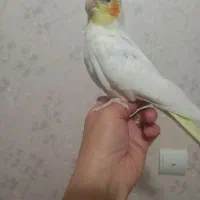 یک عدد عروس هلندی کاملا سالم