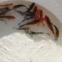 ماهی کوی|ماهی|مشهد, شهرک صنعتی توس|دیوار