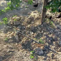فروش چهار جوجه دو ماه سیاه