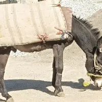 الاغنر|حیوانات مزرعه|فلارد, |دیوار