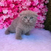 بریتیش و اسکاتیش بلو ولیلاک