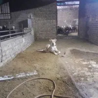 تربت حیدریه کوی امام