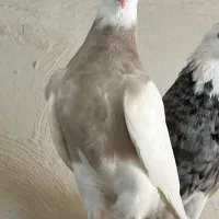 چند عدد جوجه طوقی دون خور و سه چهار بند|پرنده|خورموج, |دیوار