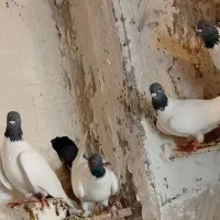 ۵عدد گوباش دوره