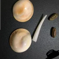 موهره مار اصل با تصت تحویل میدم