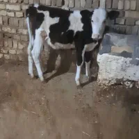 گوساله سیمنتال ماده‌