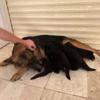 سگ ژرمن|سگ|رودهن, |دیوار