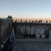 کبوتربوم|پرنده|مشهد, صیاد شیرازی|دیوار