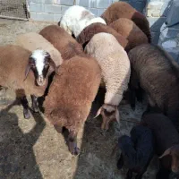 بره ماده هترو پای قوچ