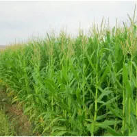 زمین زراعی هکتاری عبدل آباد سهیلیه