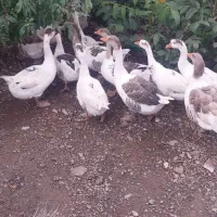 قوغاز