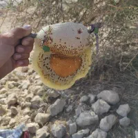 فروش عسل کوهی|خوردنی و آشامیدنی|فراشبند, |دیوار