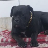 کین کورسو|سگ|خمین, |دیوار