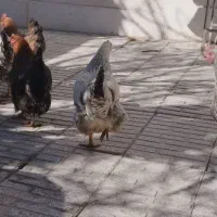 7مرغ تخم گذار