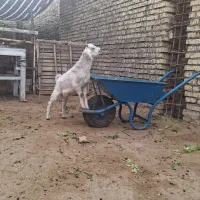 بز صلاله|حیوانات مزرعه|دزفول, |دیوار