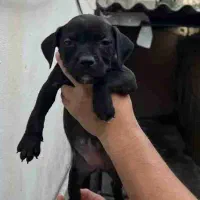 توله پیتبول