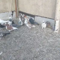 کبوتر|پرنده|سلطانیه, |دیوار