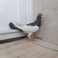 کفتر  بدرنگ سبز و یهودی سرکه ای