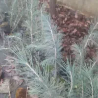 فروش سدروس  نایلکسی ریشه پرس|گل و گیاه طبیعی|رودسر, |دیوار