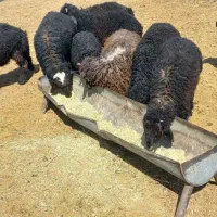 فروش ۵۰راس بره فر صادراتی جفتی ۷۰به بالا|حیوانات مزرعه|شیراز, شهرک بهار|دیوار