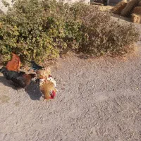 خروس|حیوانات مزرعه|هیر, |دیوار