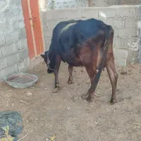 فروش دو راس گاو درجه یک|حیوانات مزرعه|لامرد, |دیوار