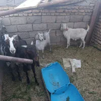 بز محلی و پاکستانی