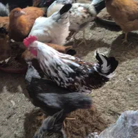 خروس|حیوانات مزرعه|یاسوج, |دیوار