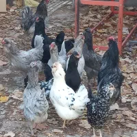 مرغ و خروس و جوجه گلین محلی طوسی فول