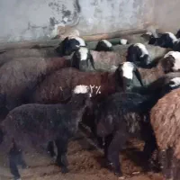 ۶۴راس شیشک و میش جوون و بره ماده شالی درجه یک|حیوانات مزرعه|شال, |دیوار