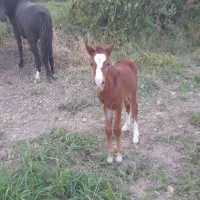 مادیون باکره فروشی