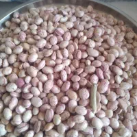 فروش لوبیا چیتی