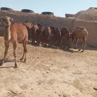 شتر  ۳ سال نر وبچه شتر موجود است|حیوانات مزرعه|قم, نوقطار|دیوار