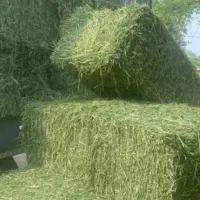 یونجه