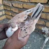 کفتر ساده زرد پر خال  ..دم سفید