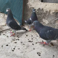 3تا چاپی مسافتی نر وماده