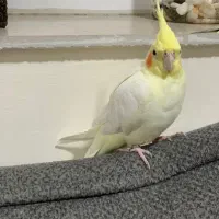 عروس هلندی ماده سرحال