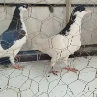 رنگی|پرنده|محمدیه-قزوین, |دیوار