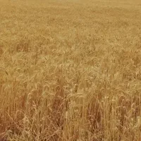 زمین کشاورزی دیم در راه ارجستان روستای کلور