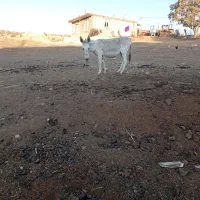 الاغ|حیوانات مزرعه|کوهدشت, |دیوار