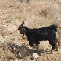 کهره نر یک دست|حیوانات مزرعه|شیراز, احمدآباد|دیوار