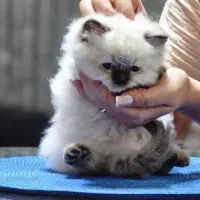 بچه گربه اسکاتیش