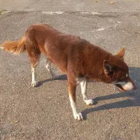 سگ هاسکی نر|سگ|رشت, خرسندی|دیوار