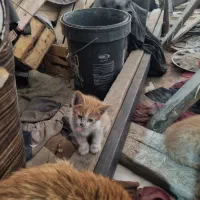 واگذاری  بچه گربه