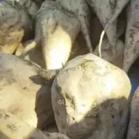 چغندر قندو تفاله دامی تحویل دامداری