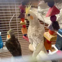 پرنده عروس هلندی