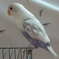 کوتوله برزیلی نژاد مارال